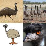 4 bilder 1 wort EMU